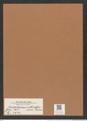 Coscinodiscus simbirskianus Grun. (de-Toni-Nr.: Genus 202, Species 4931) Zeichnungen Sammlung Grunow Mappe 04759 (Herbarium_W_Grunow_drawings_Folder_04759)